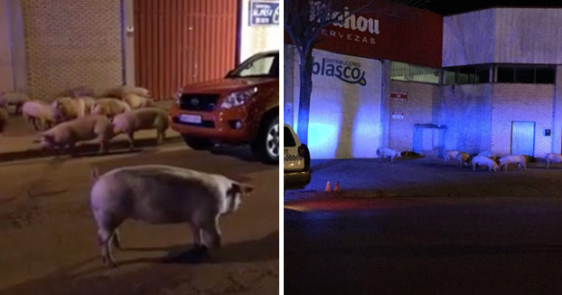 Vuelca un camión que transportaba cerdos en el casco urbano de Huesca (Vídeo)