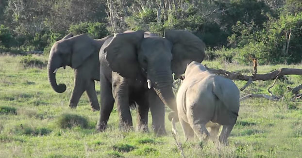Elefante demostrándole a un rinoceronte quien es el jefe