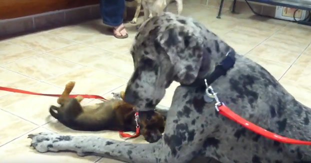 Este Gran Danés hizo un pequeño y nervioso amigo en la sala del veterinario