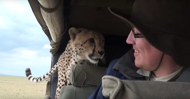 Estar de safari y que un guepardo salvaje acabe a tu lado dentro del coche