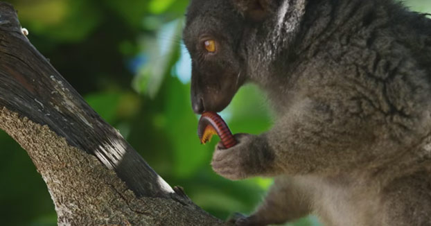 Los lémures se colocan comiendo ciempiés venenosos (Vídeo)