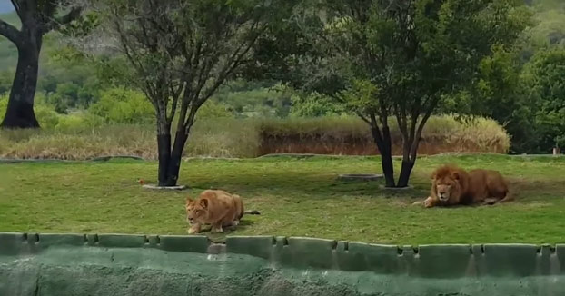 Una leona intenta atacar a unos visitantes del bioparque y acaba cayendo al foso