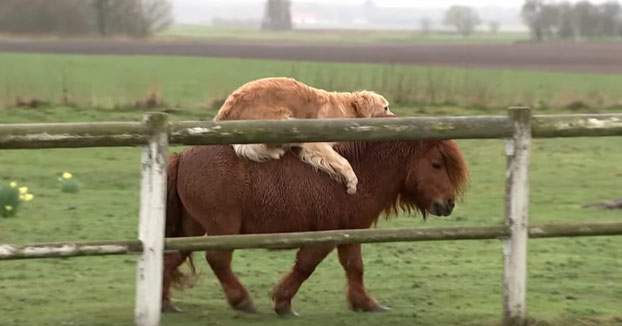 El perro al que le gusta cabalgar encima de su amigo el poni