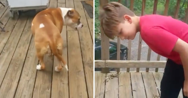 Este perro deleita a sus dueños con el truco de magia de la cuerda