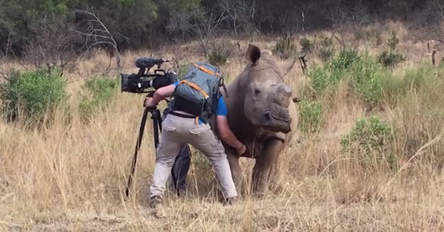 Este rinoceronte se deja grabar para documentales a cambio de que le rasquen