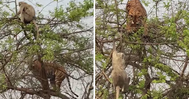 Tigre se sube a las ramas de un árbol para intentar atrapar a un mono