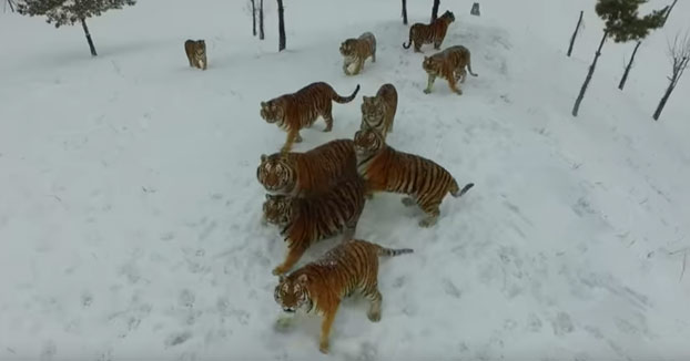 Quiso grabar a unos tigres siberianos con su drone y se quedó sin él (Vídeo)