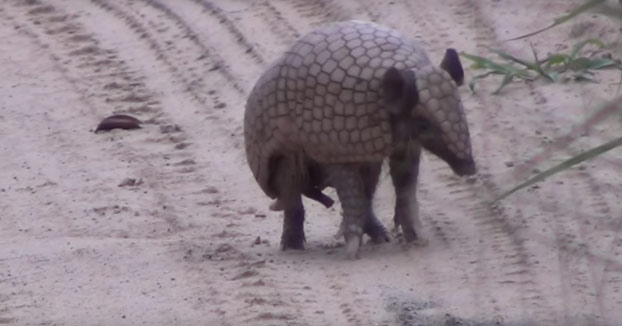 La increíble velocidad del armadillo para hacerse una bola