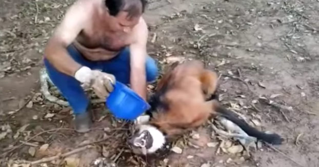 Este camionero salva a un lobo Guará deshidratado que buscó refugio debajo de su camión