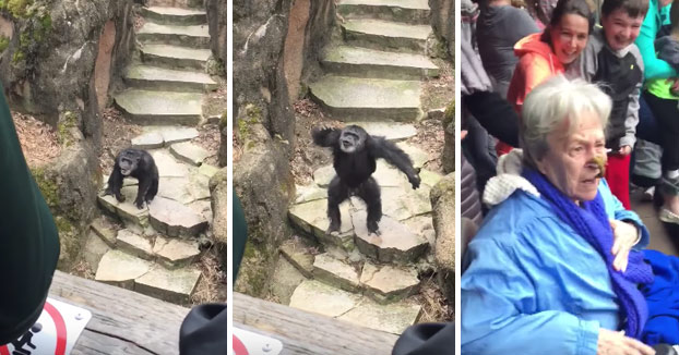 Un chimpancé le lanza sus heces a los visitantes y le da en la cara a una abuela