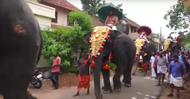 Nunca camines junto a un elefante