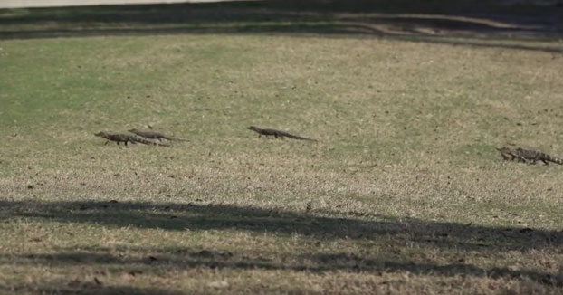Graban a toda una familia de alligators paseando por un campo de golf