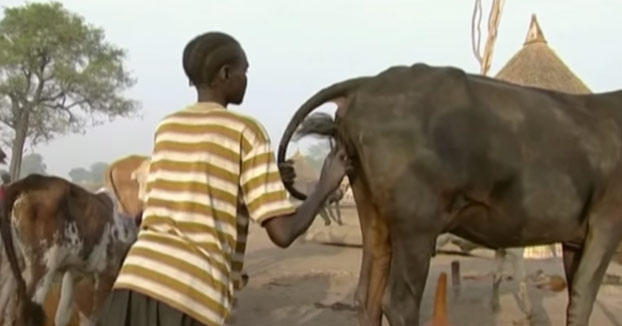 Así es como estimulan los Nuer a las vacas para que den más leche