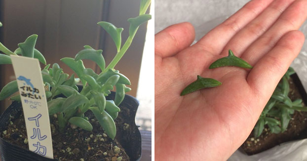 Triunfan en Japón estas plantas suculentas con forma de delfín