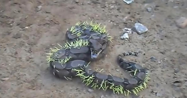 Esta serpiente intentó comerse un puercoespín y quedó llena de púas