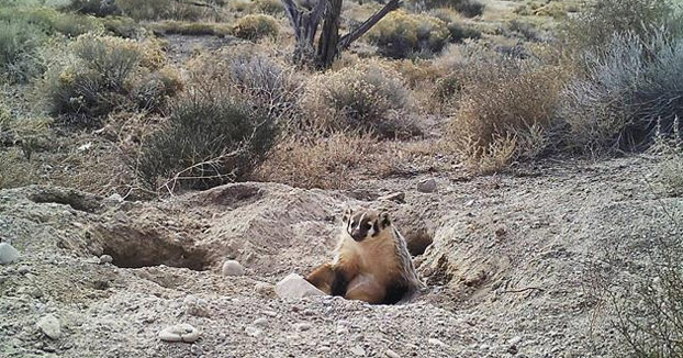 Un tejón entierra una vaca por completo (Vídeo)