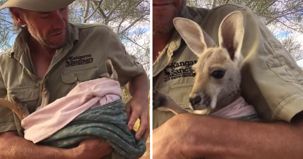 Este canguro huérfano sólo quiere una cosa: Su bolsa