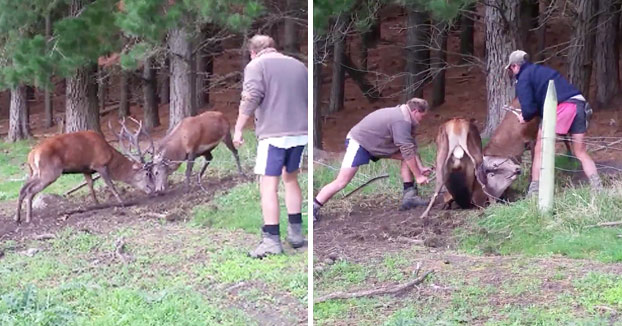 Dos agricultores liberan a dos ciervos atrapados en una valla