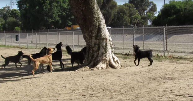 Una ardilla se cuela en un parque para perros y casi no la cuenta