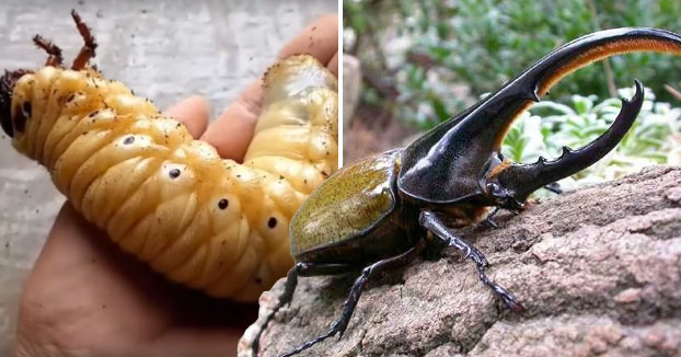 La metamorfosis del escarabajo hércules