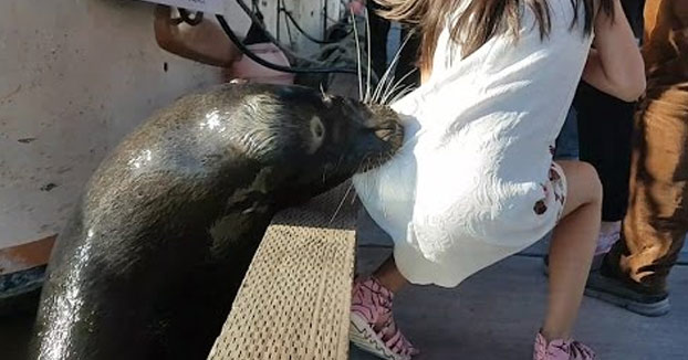 Sustazo en el muelle: Una foca agarra a una niña del vestido y la mete en el agua