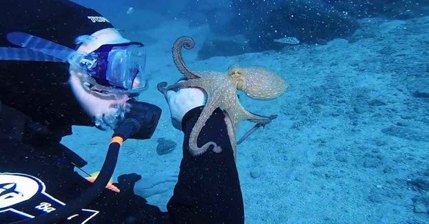 Momento mágico entre un cariñoso pulpo y una submarinista en Tenerife