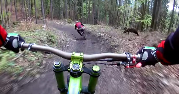 Se han cagado encima: Un oso persigue a dos ciclistas que iban haciendo descenso por el monte