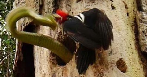 El pájaro carpintero que defendió a muerte su nido de una serpiente