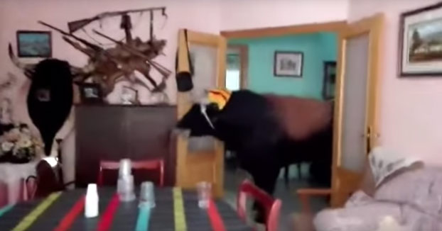 Un toro entra en la casa de una familia taurina y llega hasta el salón