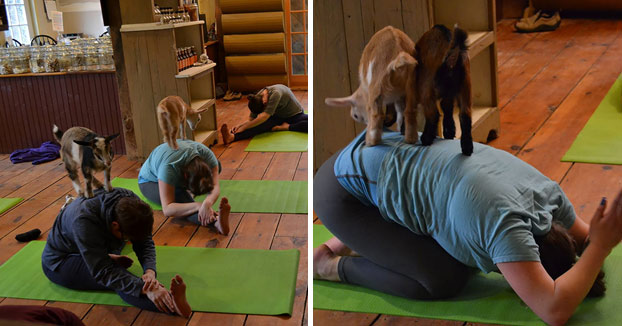 Yoga con crías de cabra, la última moda en meditación