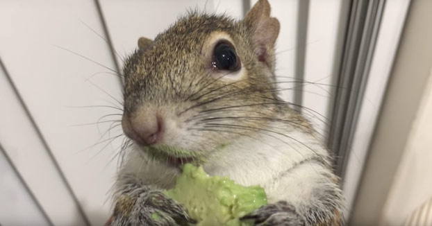 Nunca verás a alguien comerse un aguacate con tanta pasión