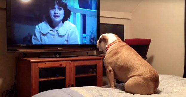 Este bulldog vive al máximo las películas de terror e intenta proteger a las víctimas que están en peligro