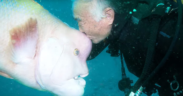 Este buceador japonés lleva 25 años visitando a su amigo pez