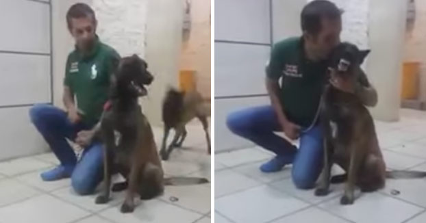 El entrenador le va a dar un beso a su Pastor belga malinois y este le ataca