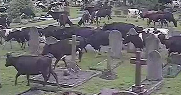 Más de 400 vacas asustadas invaden un cementerio británico