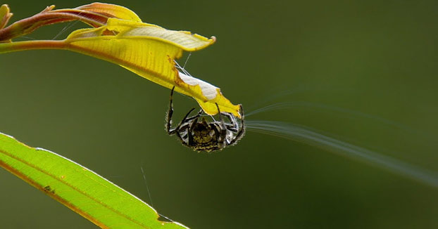 Araña lanzando telas de 25 metros. Simplemente alucinante