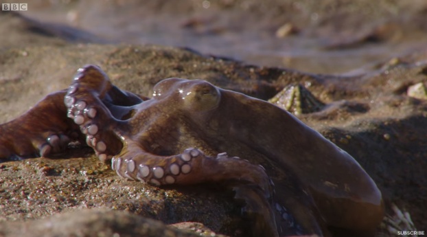 pulpo australiano sale cazar tierra firme