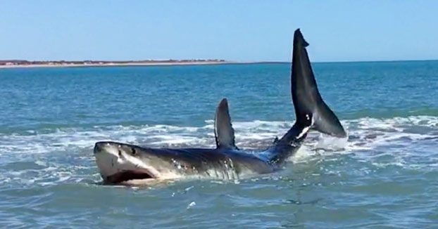 Se encuentran con un enorme tiburón blanco herido a orillas de la playa