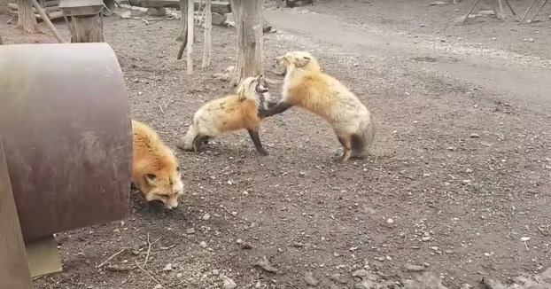 Estos dos zorros se ponen a gritar en plena discusión