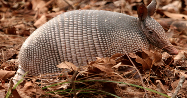 Dispara a un armadillo, la bala rebota en el animal y acaba herido en la cara