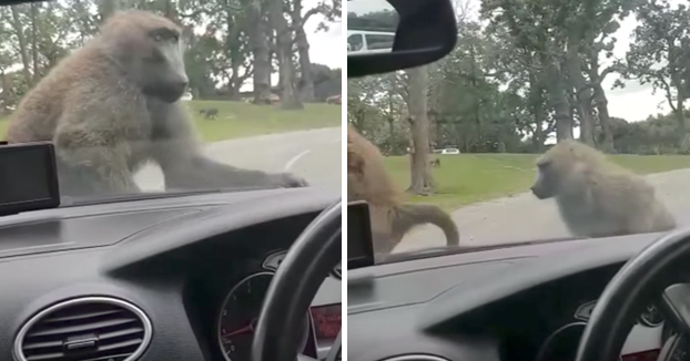 Dos babuinos dan rienda suelta a la pasión encima del coche de una familia en un safari park