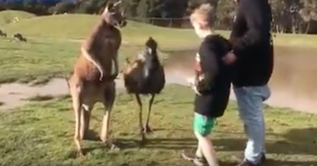 Un canguro le da un puñetazo a un niño en un safari de Australia