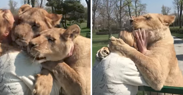 Se reencuentra con sus dos leonas adoptadas después de 7 años sin verse