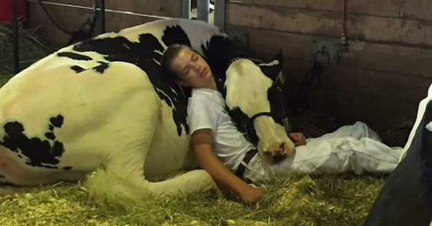 Tras perder un concurso, este chico y su vaca se quedaron dormidos y triunfaron en internet