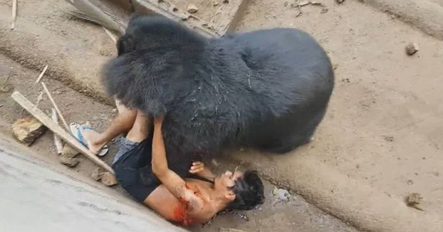 Quiso burlarse de un oso hambriento y casi termina devorado