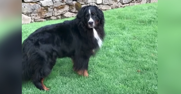 Este perro no puede estar más impaciente por volver al colegio