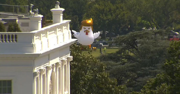 Aterriza junto a la Casa Blanca un pollo hinchable gigante que se parece a Trump