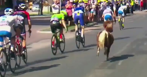 Un poni se cuela en una etapa de la vuelta ciclista a Polonia