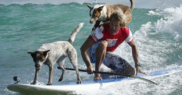 Sus dos perros, los mejores compañeros para hacer surf