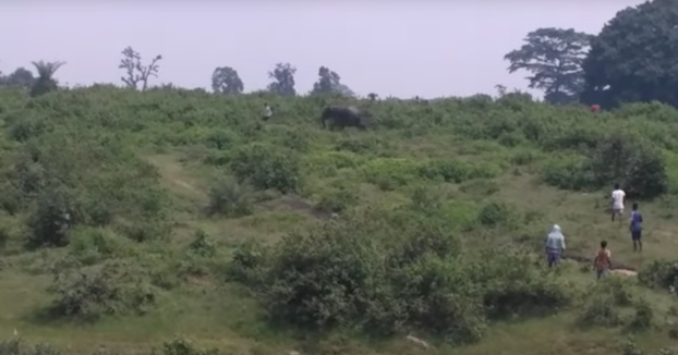 Un elefante pisotea y mata a un hombre que quiso hacerse un selfie cerca de él (Vídeo)